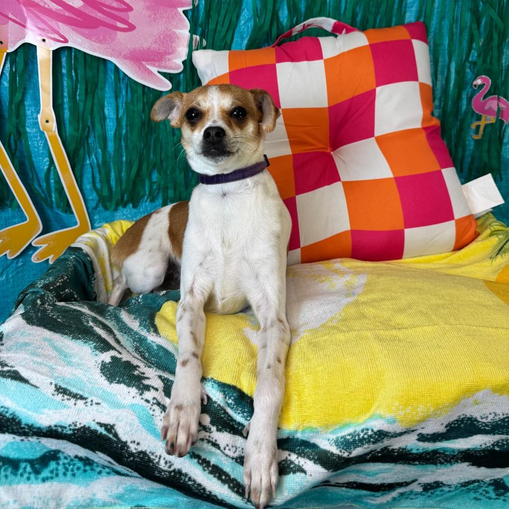 Bean, a Adoptable Chihuahua in Fresno, CA image 6/6