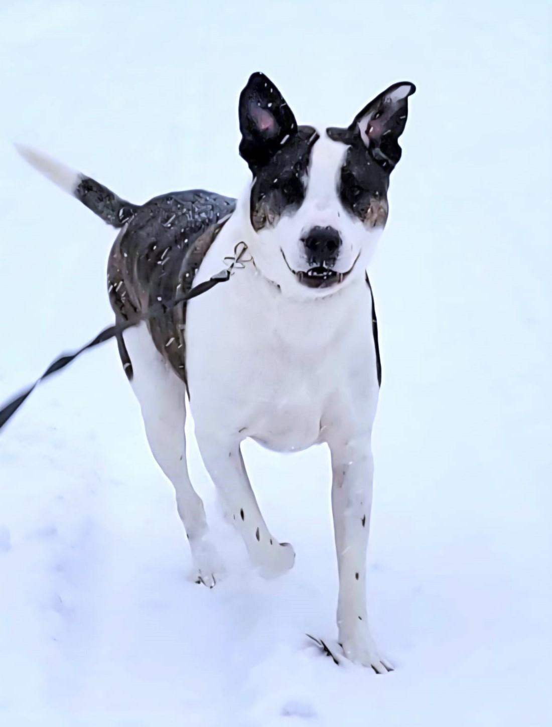 King, ADOPTABLE, Young Male Boxer & Labrador Retriever.