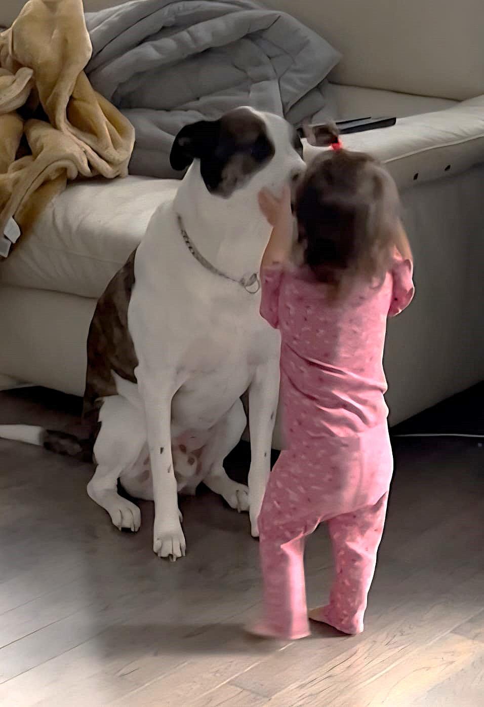 Enlarge King, a ADOPTABLE mixed breed in Ottawa, ON image 2/6