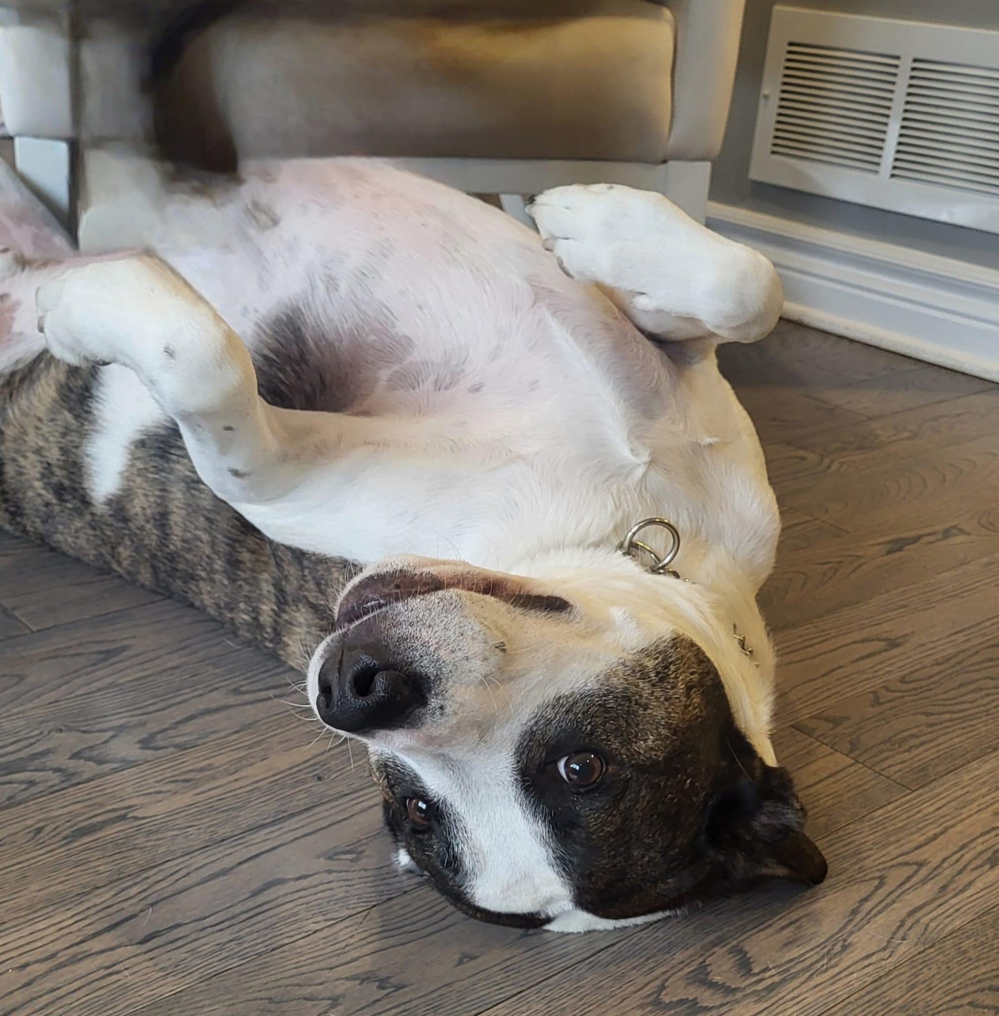 Enlarge King, a ADOPTABLE mixed breed in Ottawa, ON image 3/6