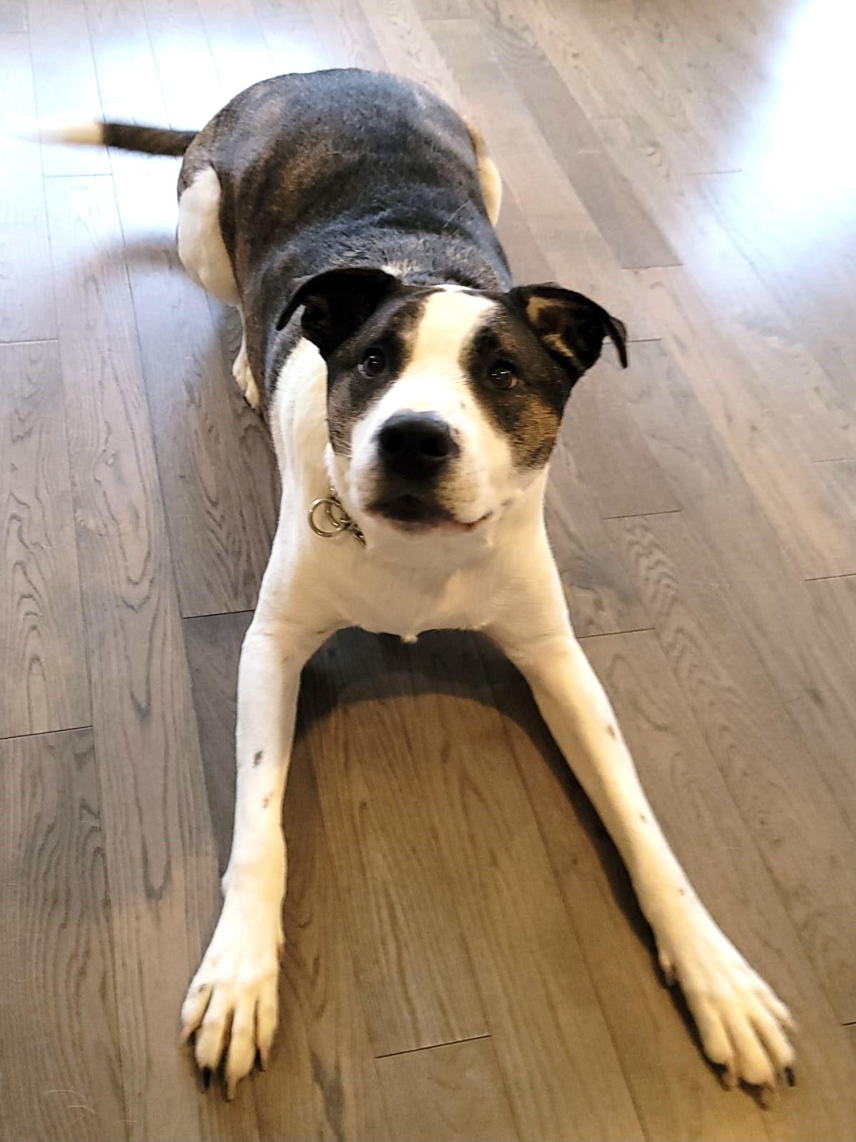 Enlarge King, a ADOPTABLE mixed breed in Ottawa, ON image 4/6