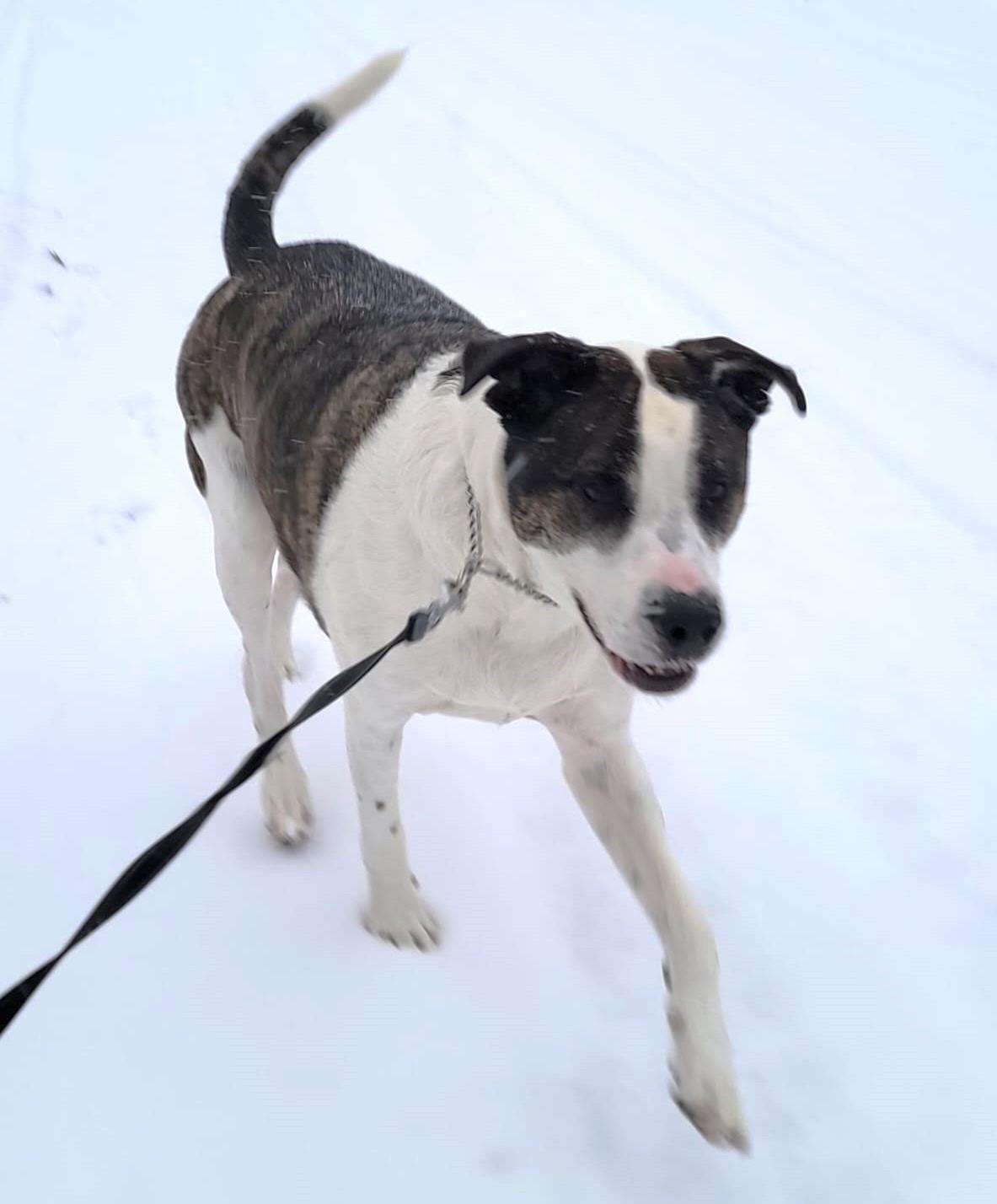 Enlarge King, a ADOPTABLE mixed breed in Ottawa, ON image 5/6