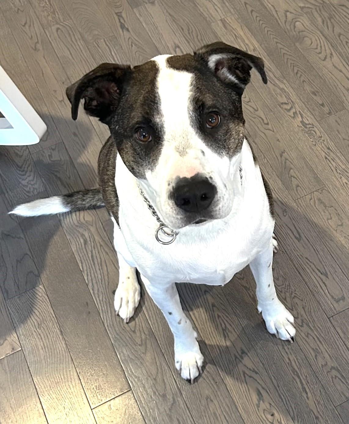 Enlarge King, a ADOPTABLE mixed breed in Ottawa, ON image 6/6