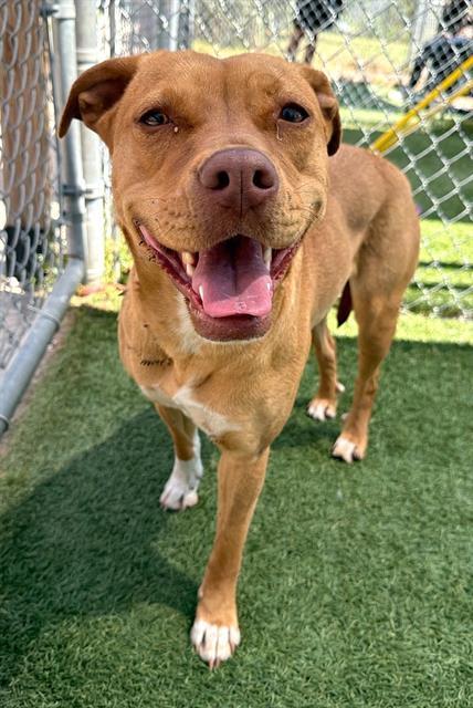 TIZZY, Adoptable, Adult Female Mixed Breed.