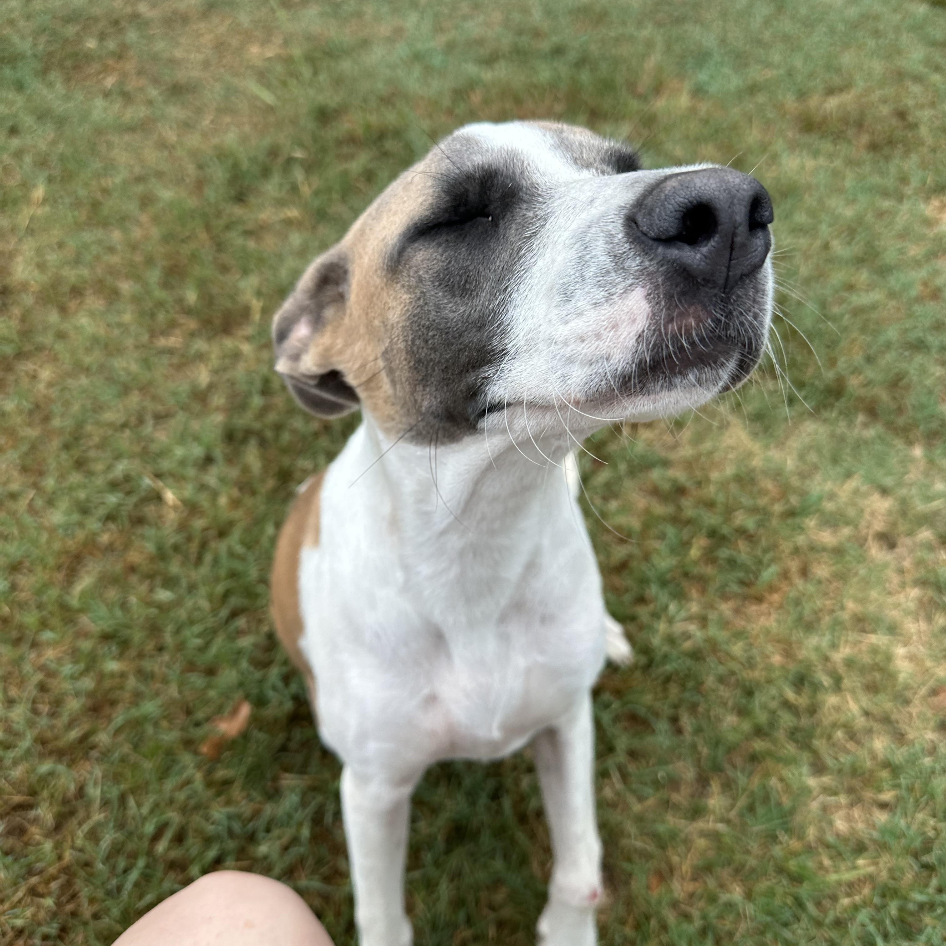 Enlarge Katie, a Adoptable mixed breed in Hawkins, TX image 4/5
