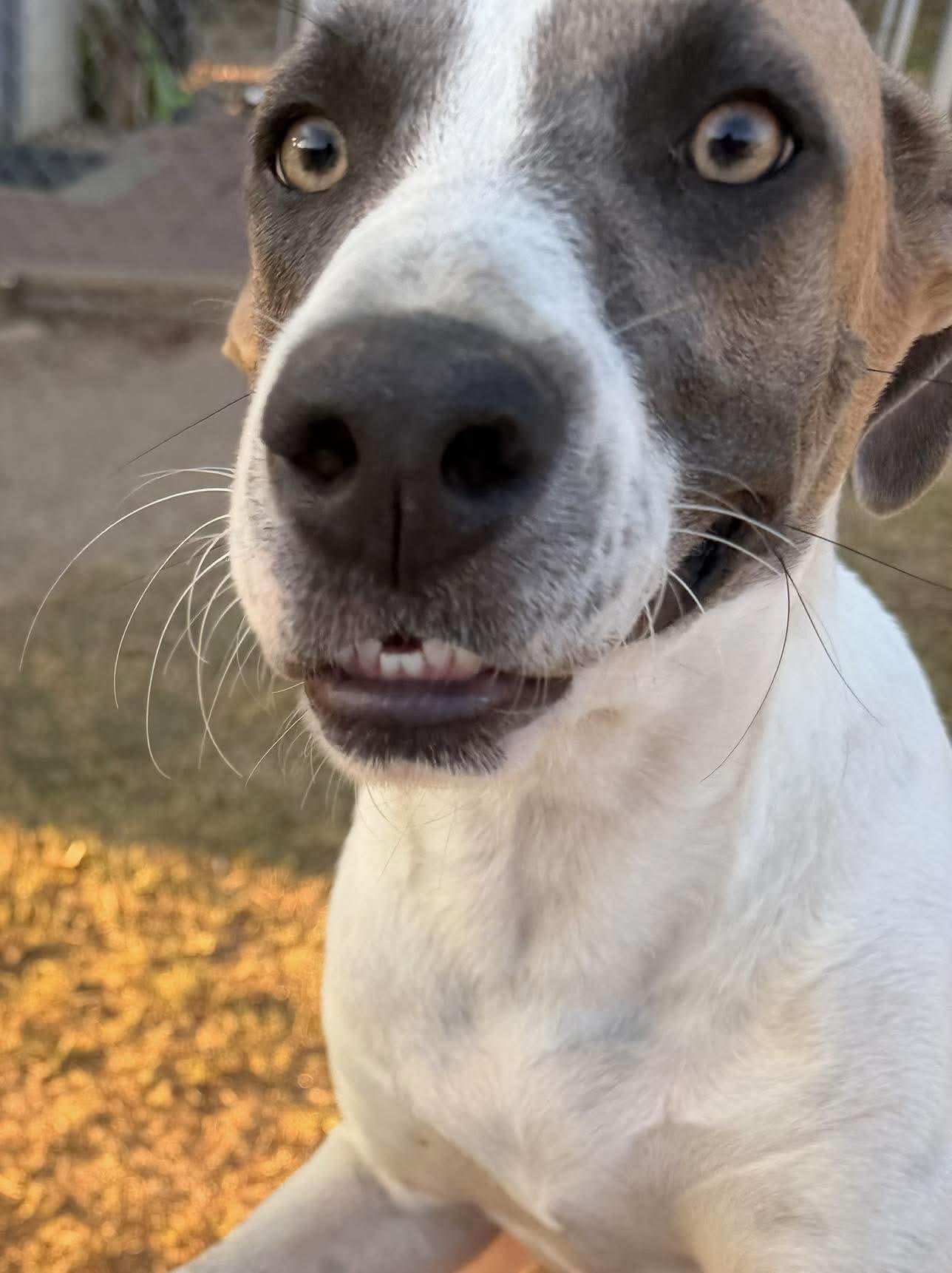Enlarge Katie, a Adoptable mixed breed in Hawkins, TX image 3/5