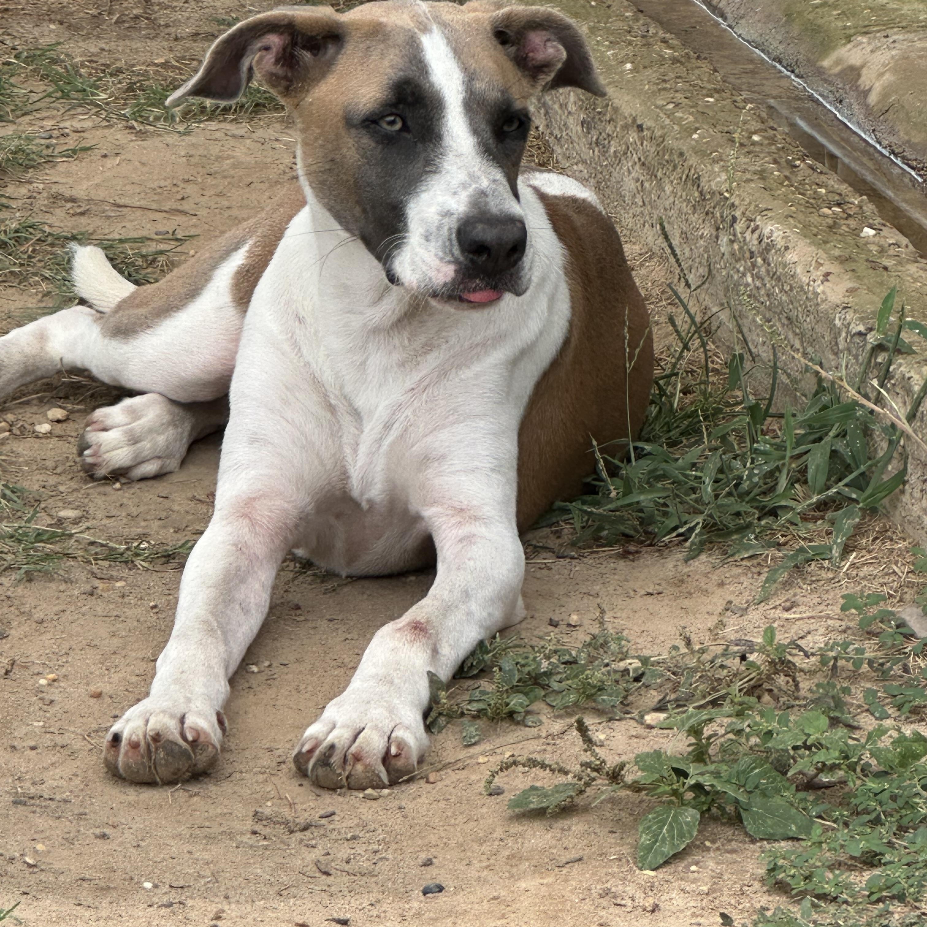 Enlarge Katie, a Adoptable mixed breed in Hawkins, TX image 1/5