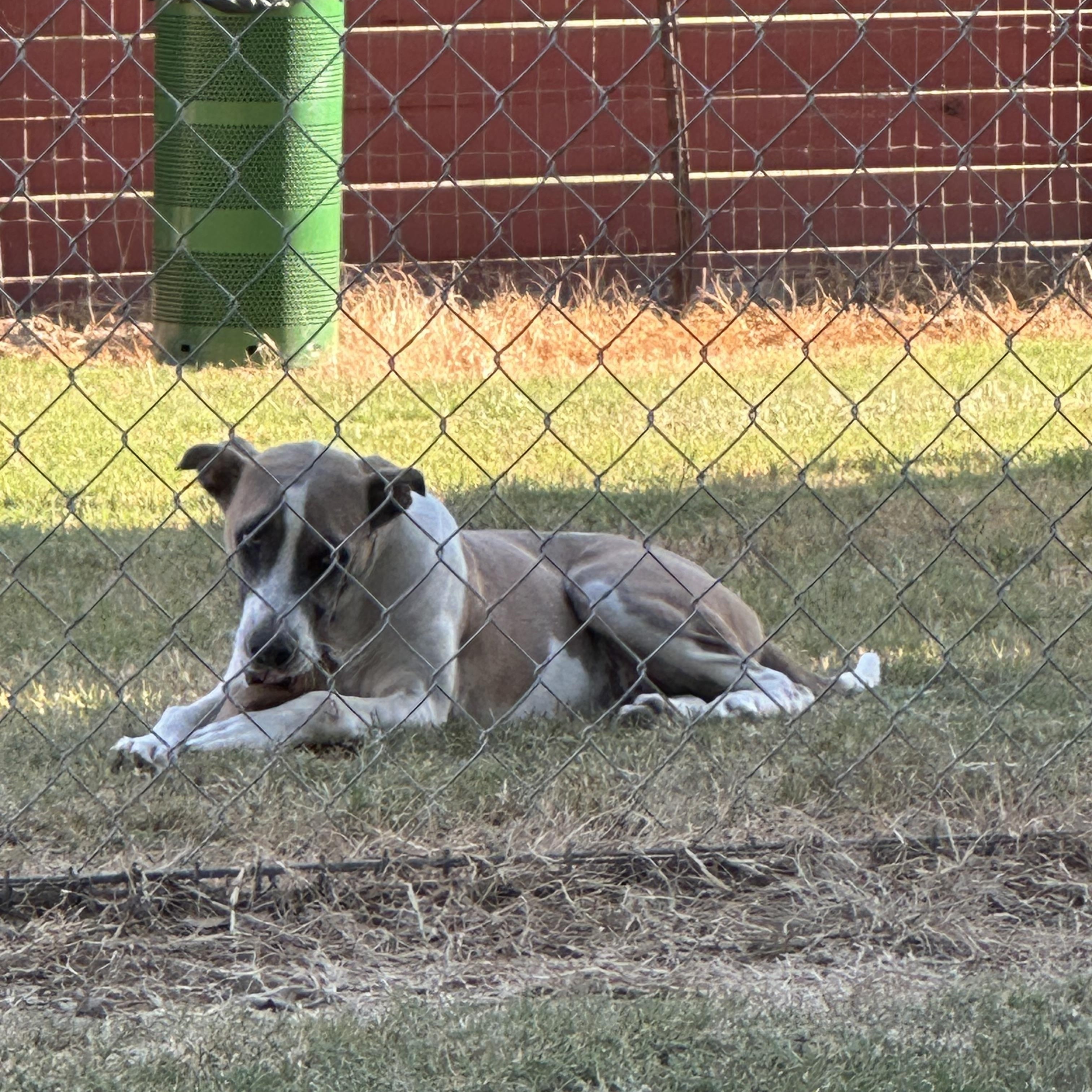 Enlarge Katie, a Adoptable mixed breed in Hawkins, TX image 2/5