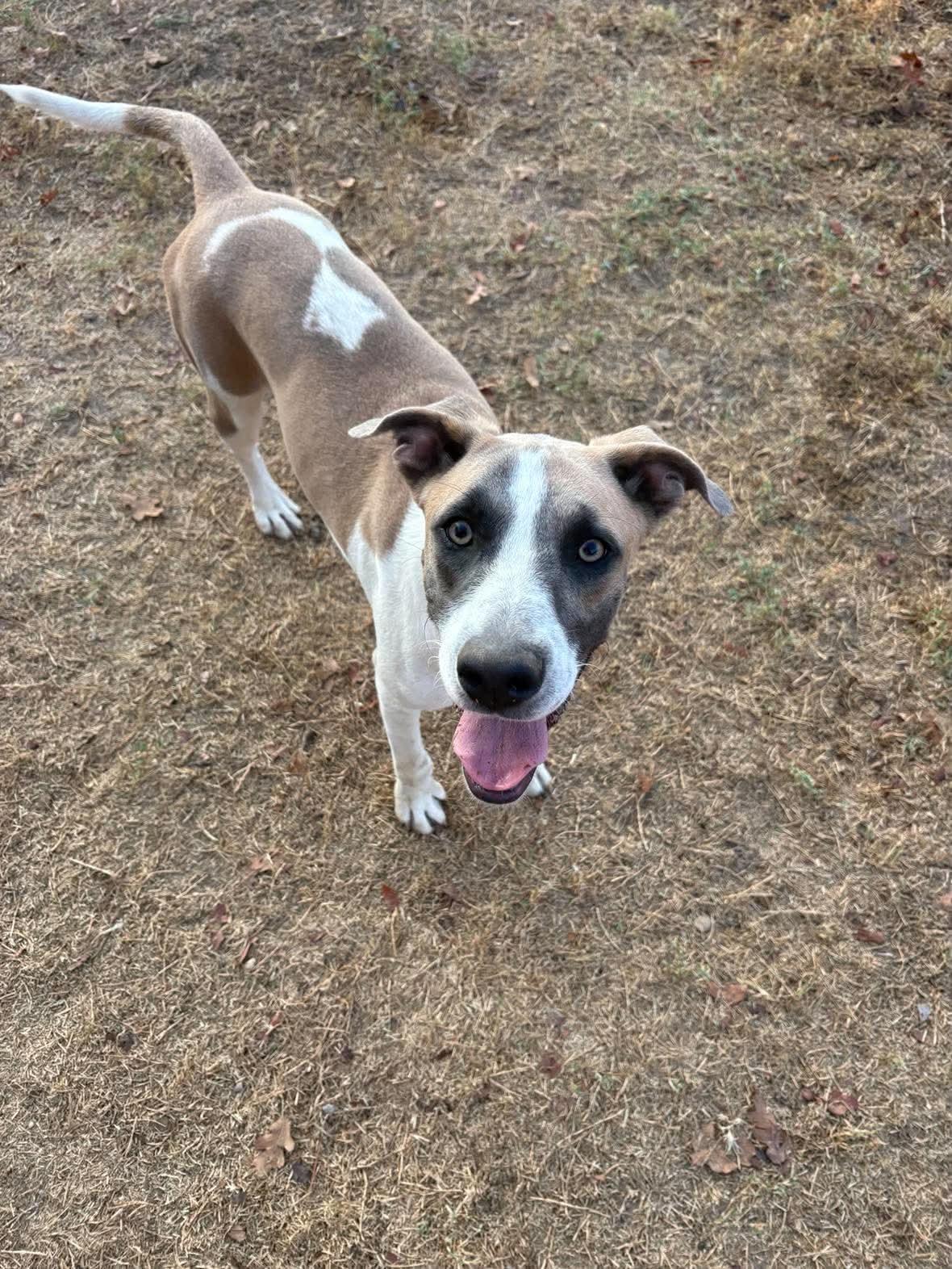 Enlarge Katie, a Adoptable mixed breed in Hawkins, TX image 5/5