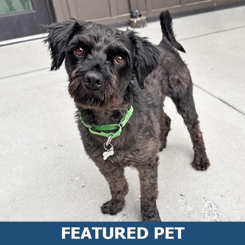 Osito, Adoptable, Adult Male Mixed Breed.