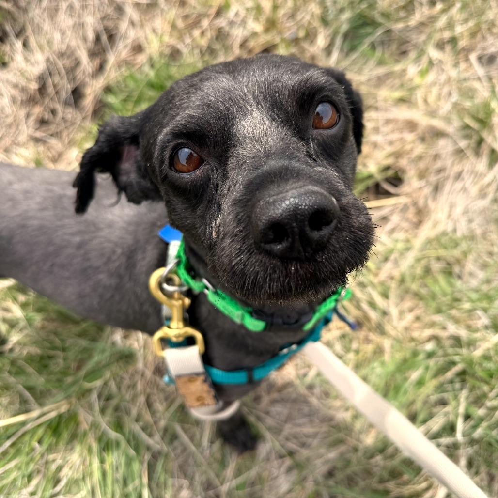 Osito, Adoptable, Adult Male Mixed Breed.