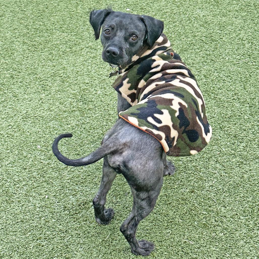 Osito, Adoptable, Adult Male Mixed Breed.