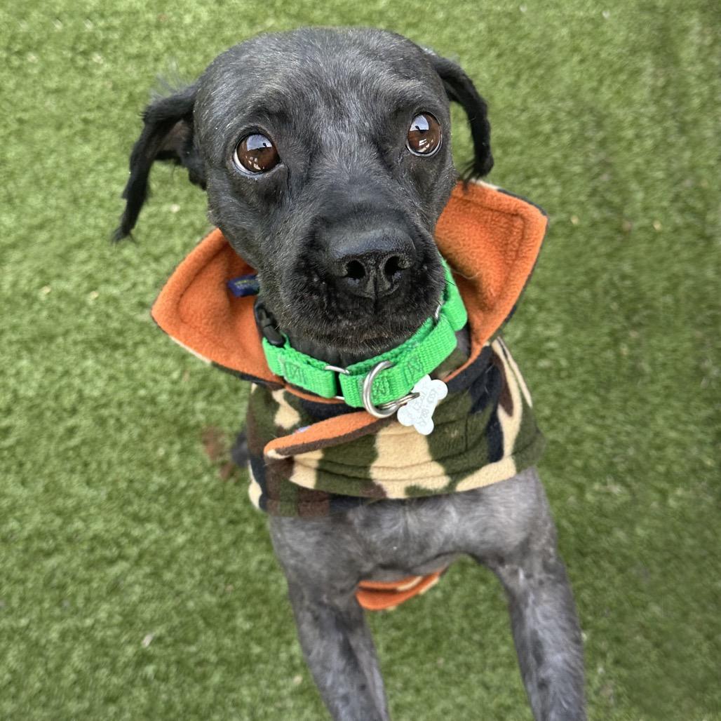 Osito, a Adoptable Mixed Breed in Hailey, ID image 2/6