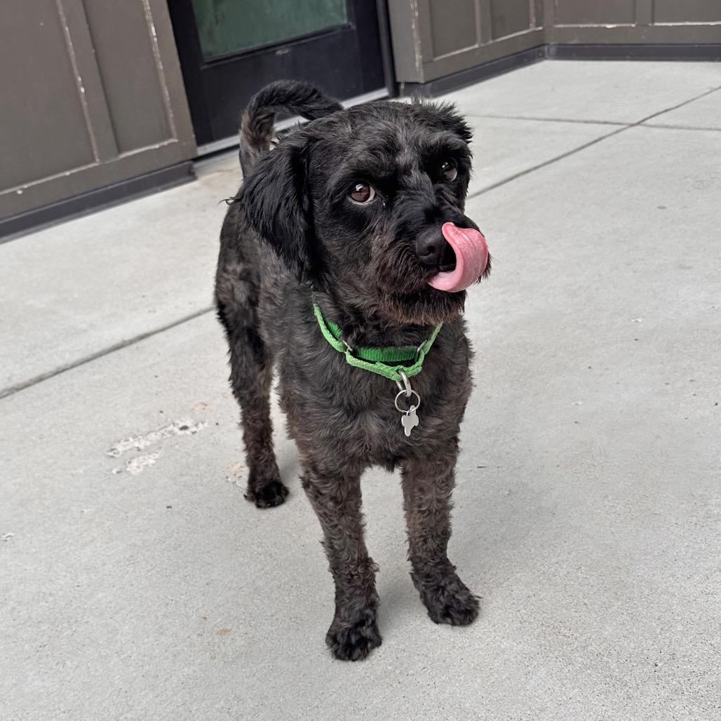 Osito, a Adoptable Mixed Breed in Hailey, ID image 2/6