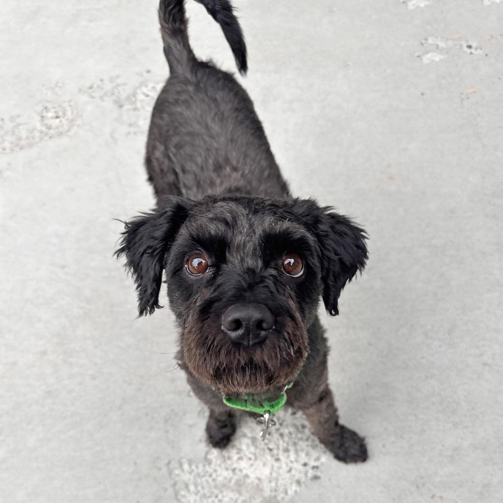 Osito, a Adoptable Mixed Breed in Hailey, ID image 3/6