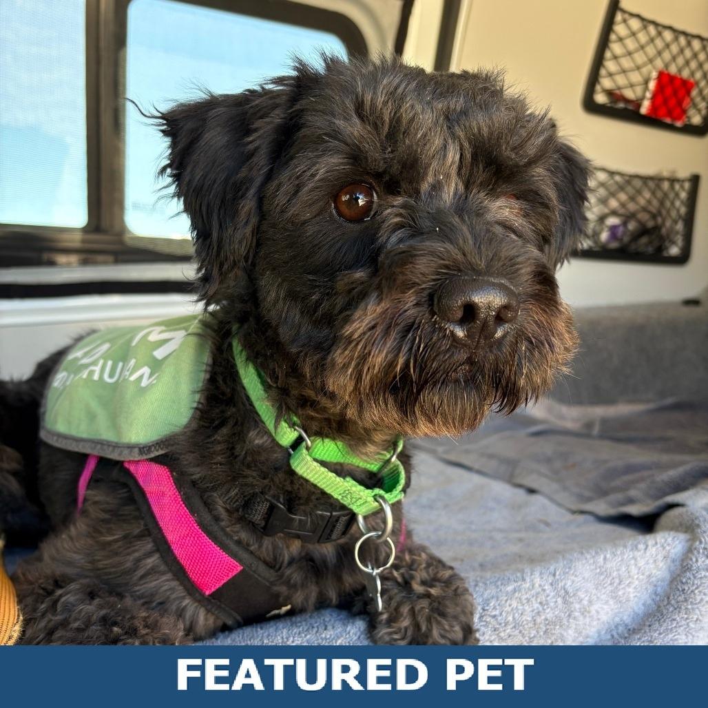 Osito, a Adoptable Mixed Breed in Hailey, ID image 5/6