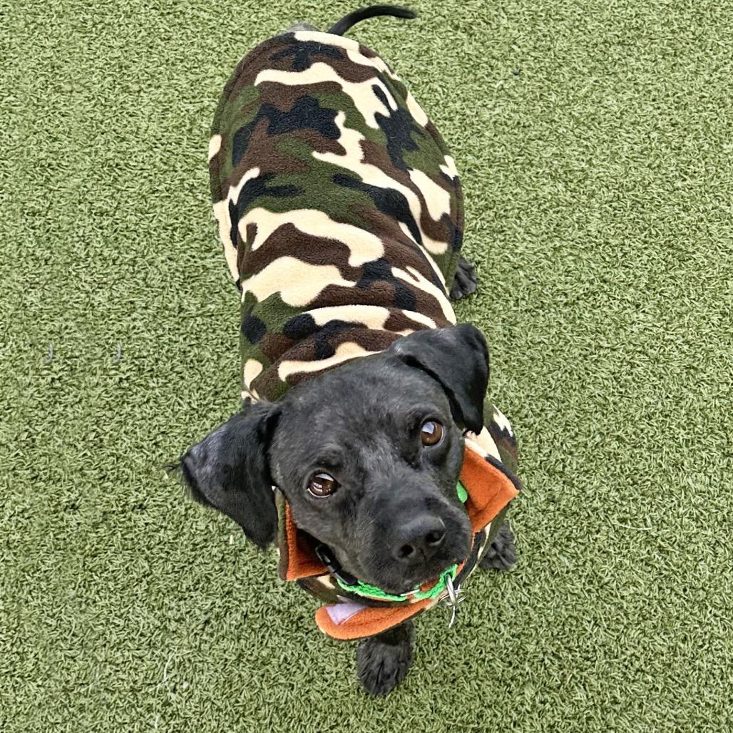 Osito, a Adoptable Mixed Breed in Hailey, ID image 3/6