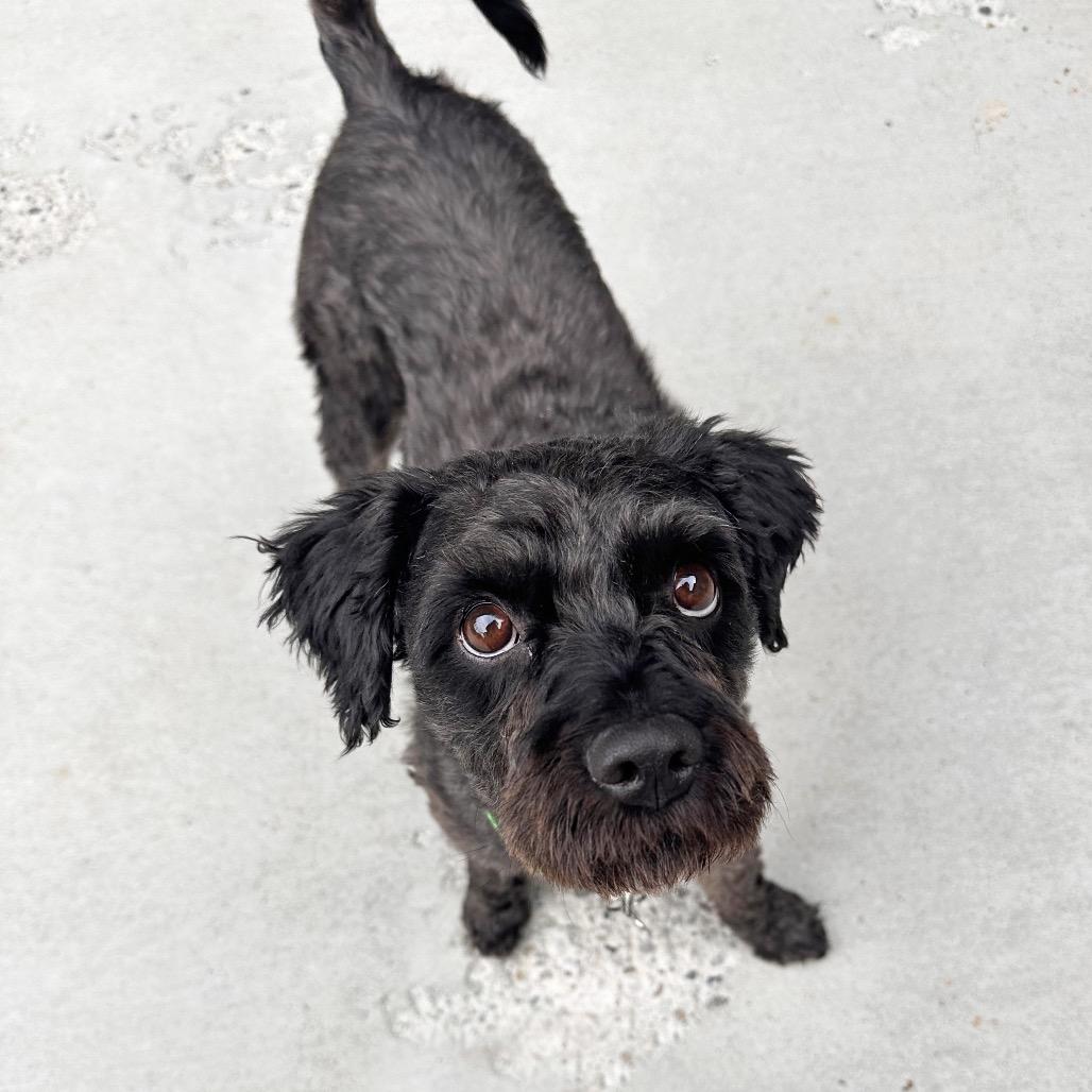 Osito, a Adoptable Mixed Breed in Hailey, ID image 4/6