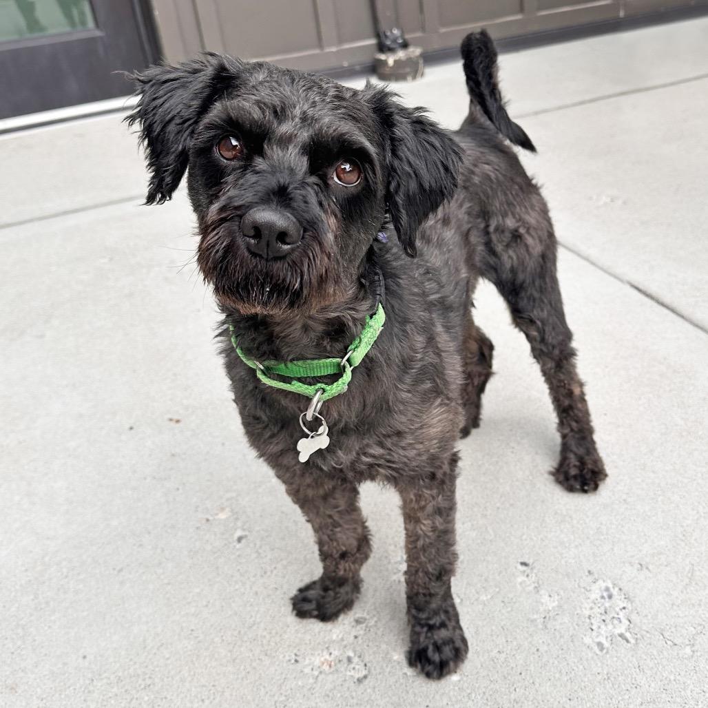 Osito, a Adoptable Mixed Breed in Hailey, ID image 5/6