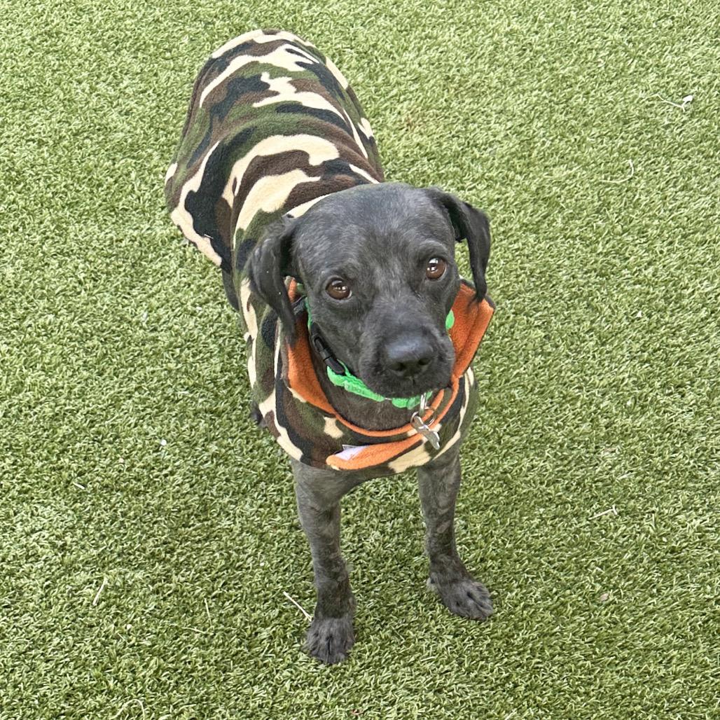 Osito, a Adoptable Mixed Breed in Hailey, ID image 4/6