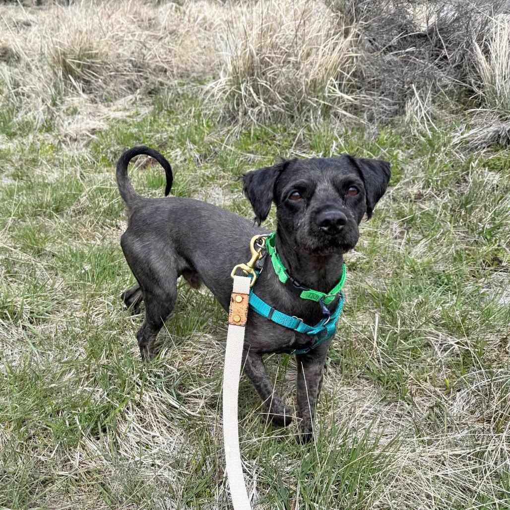 Osito, a Adoptable Mixed Breed in Hailey, ID image 6/6