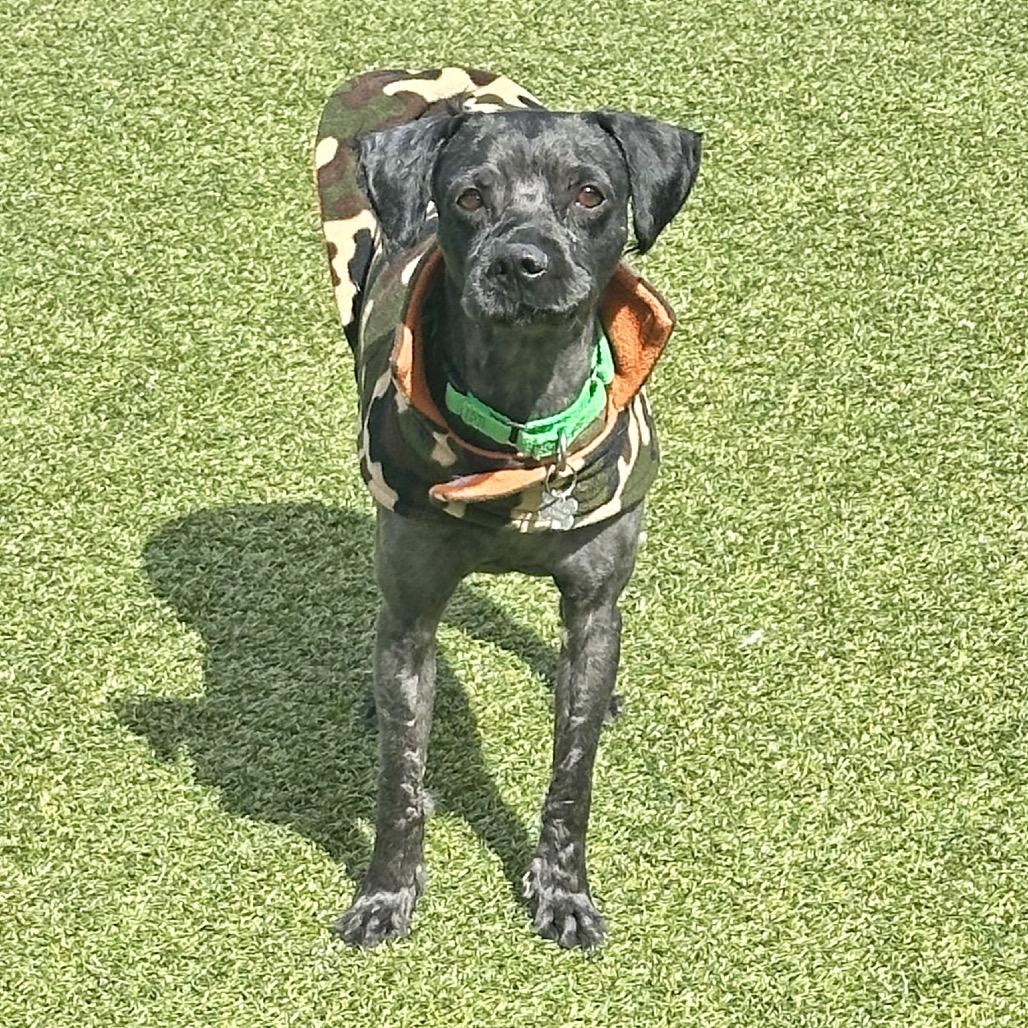 Osito, a Adoptable Mixed Breed in Hailey, ID image 5/6