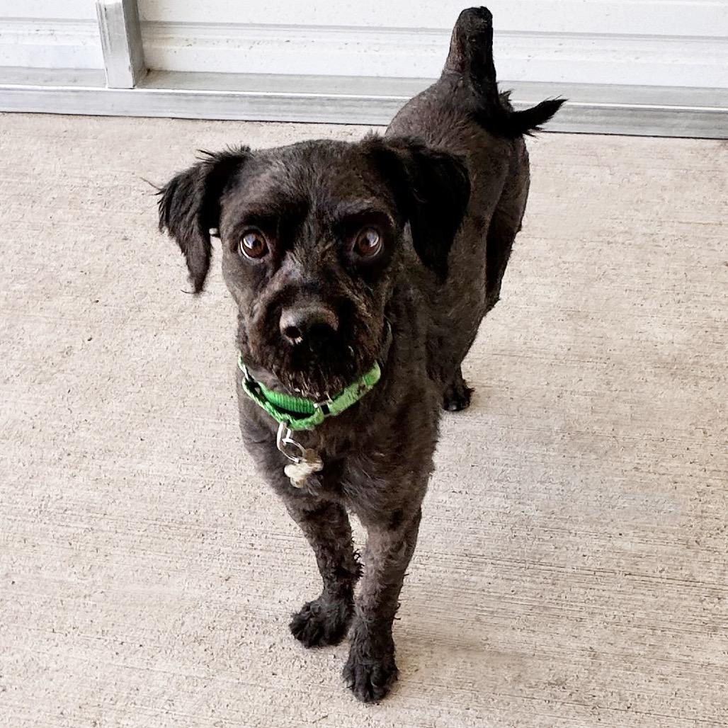 Osito, a Adoptable Mixed Breed in Hailey, ID image 6/6