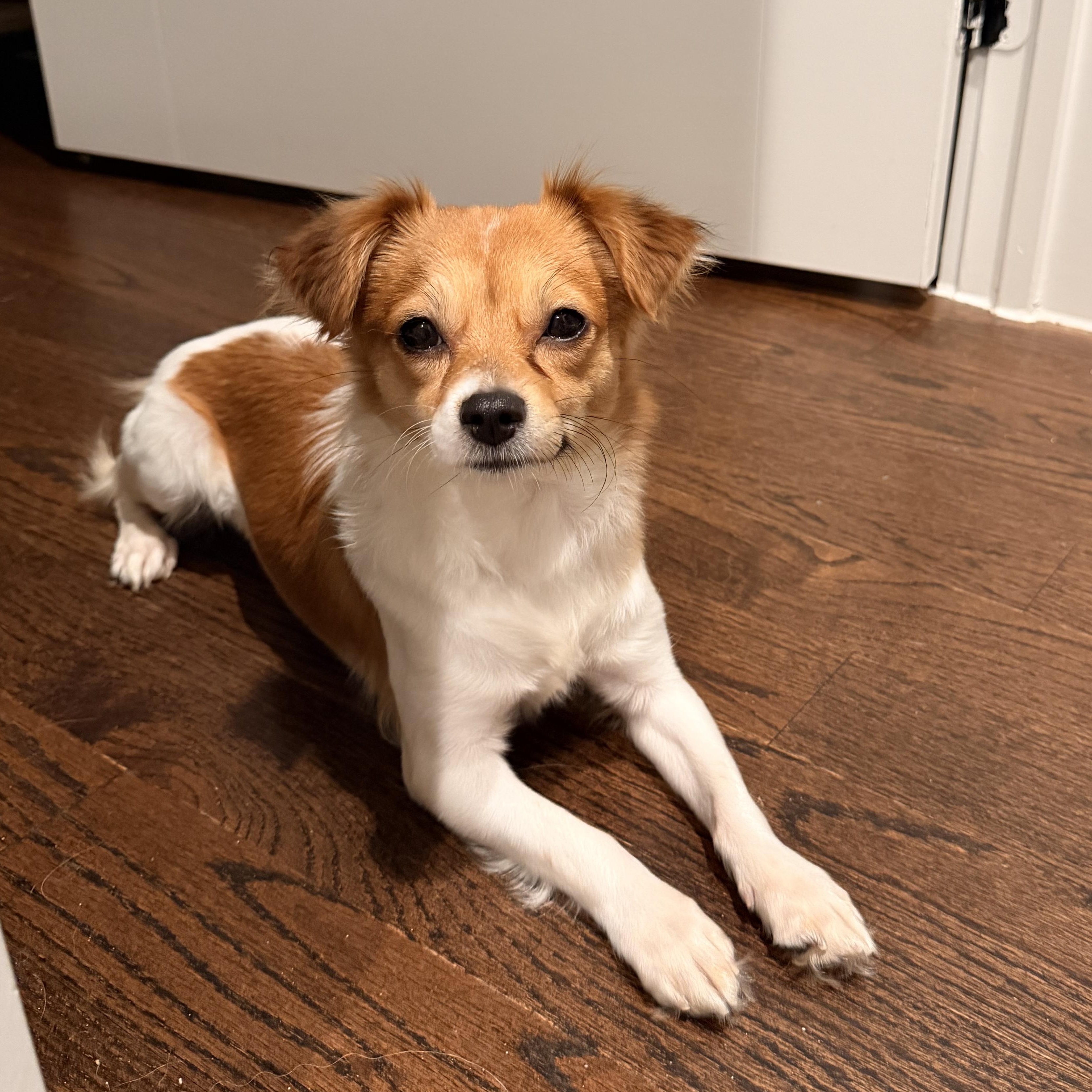 Enlarge Rory, a Adoptable mixed breed in Austin, TX image 1/4