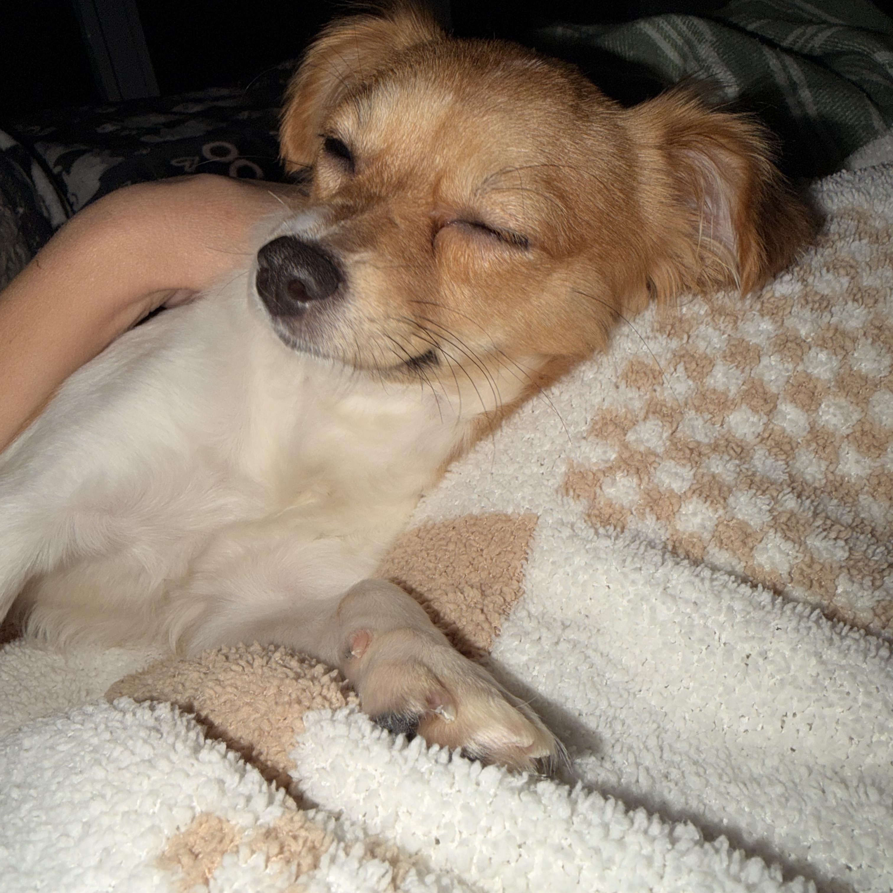 Enlarge Rory, a Adoptable mixed breed in Austin, TX image 2/4