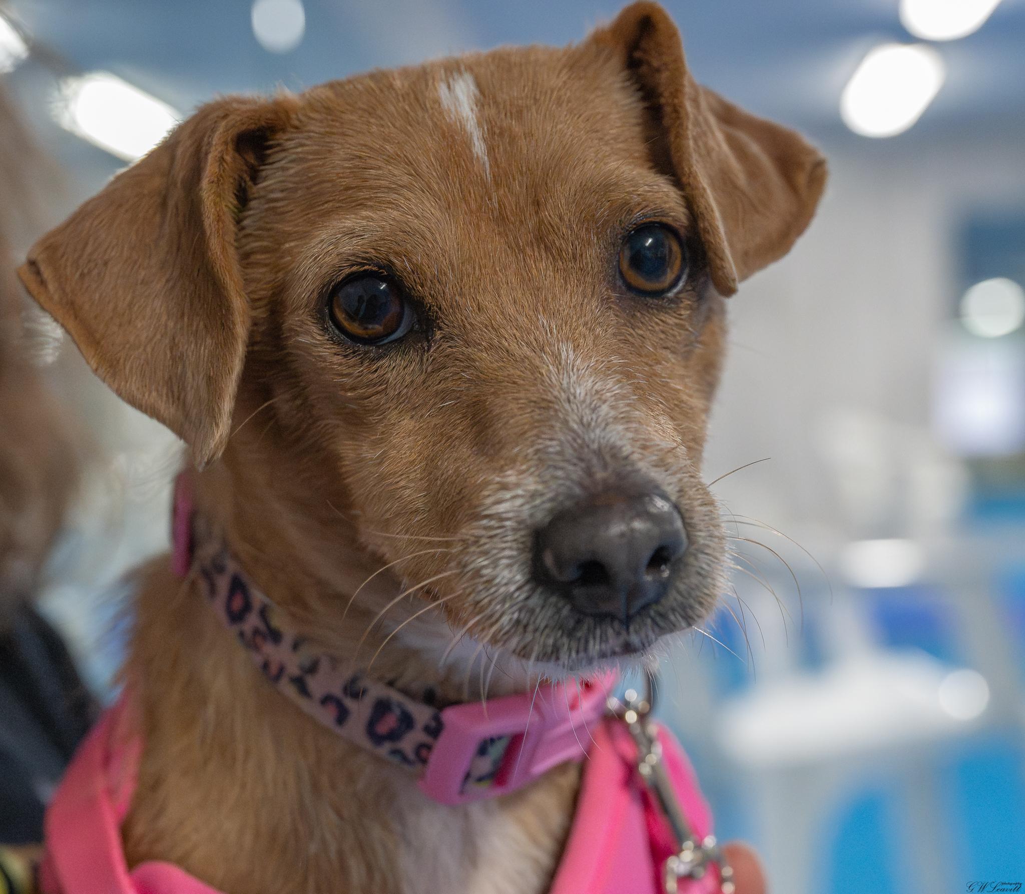 Enlarge Bailey (Available in Florida), a Adoptable Mixed Breed in BONIFAY, FL image 3/6