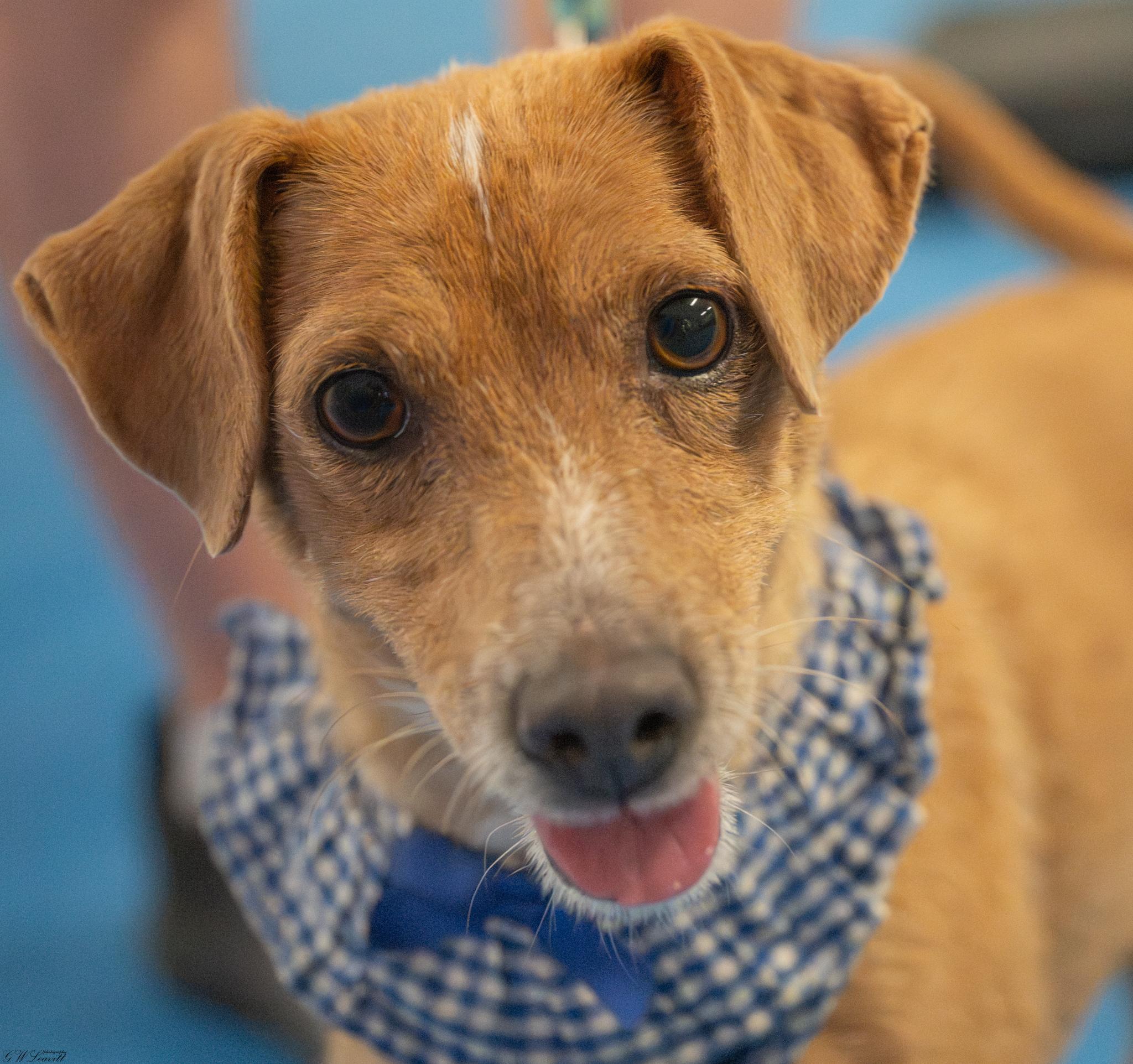 Bailey (Available in Florida), Adoptable, Young Female Mixed Breed.