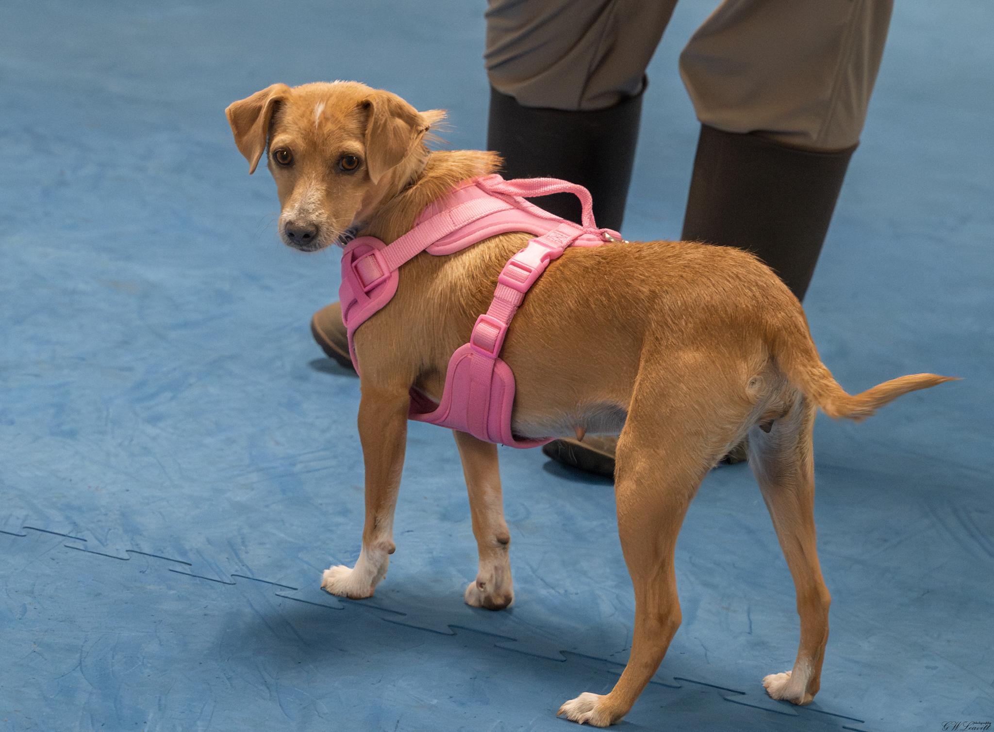Enlarge Bailey (Available in Florida), a Adoptable Mixed Breed in BONIFAY, FL image 4/6