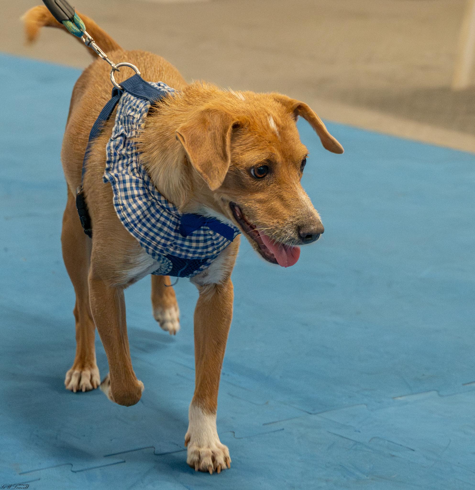 Enlarge Bailey (Available in Florida), a Adoptable Mixed Breed in BONIFAY, FL image 2/6
