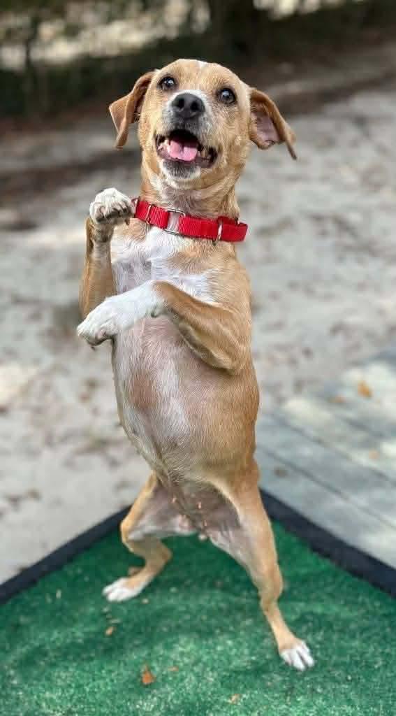 Enlarge Bailey (Available in Florida), a Adoptable Mixed Breed in BONIFAY, FL image 6/6