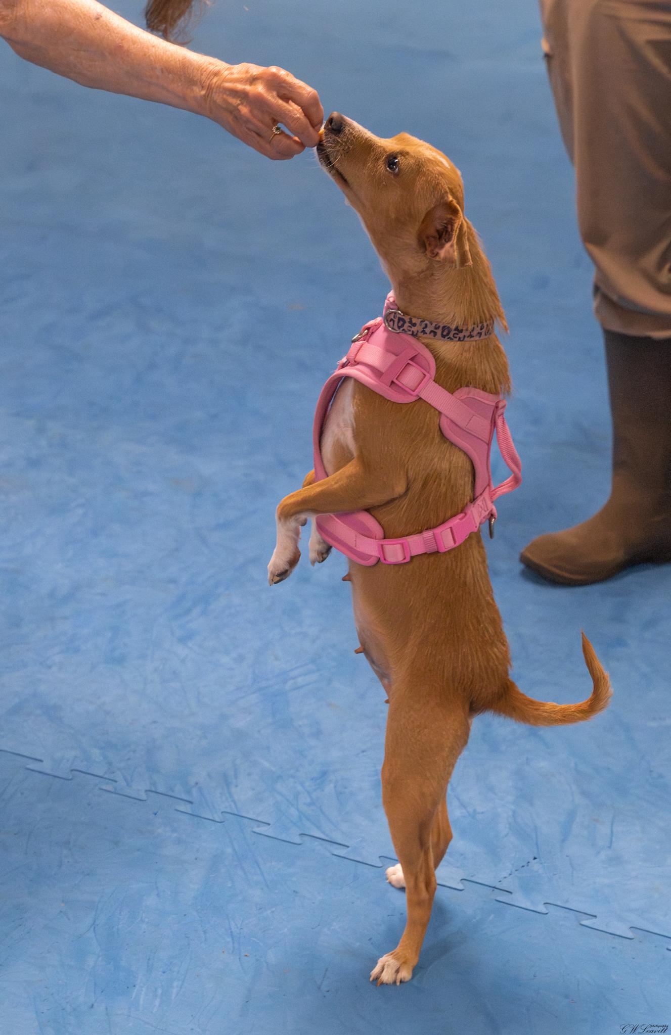 Enlarge Bailey (Available in Florida), a Adoptable Mixed Breed in BONIFAY, FL image 5/6