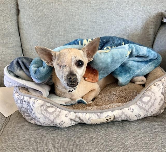 Enlarge PANCAKES, a Adoptable Chihuahua in Colorado Springs, CO image 1/1
