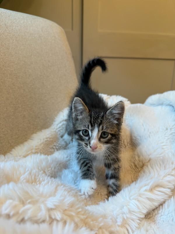 Romeo, Young Male Tabby