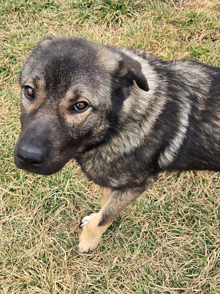 MAVERICK, a Adoptable mixed breed in Moberly, MO image 1/6