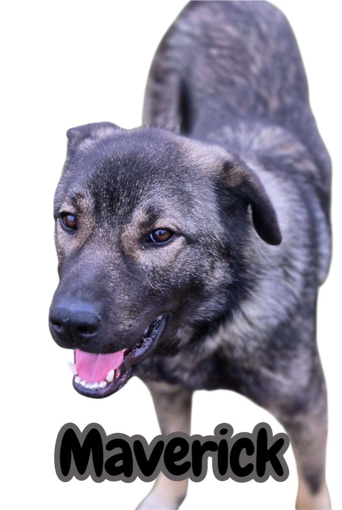 MAVERICK, a Adoptable mixed breed in Moberly, MO image 2/6