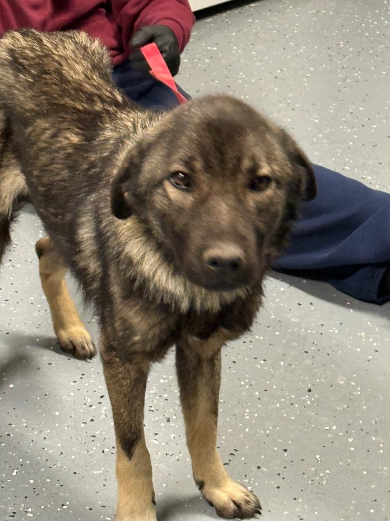 MAVERICK, a Adoptable mixed breed in Moberly, MO image 3/6