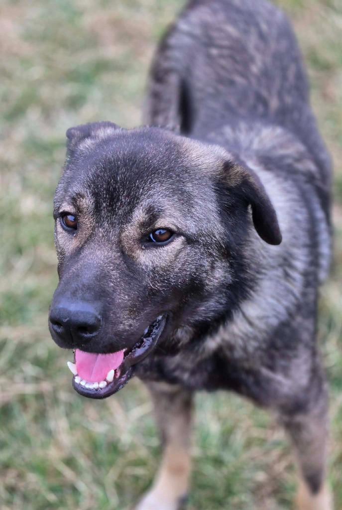 MAVERICK, a Adoptable mixed breed in Moberly, MO image 4/6