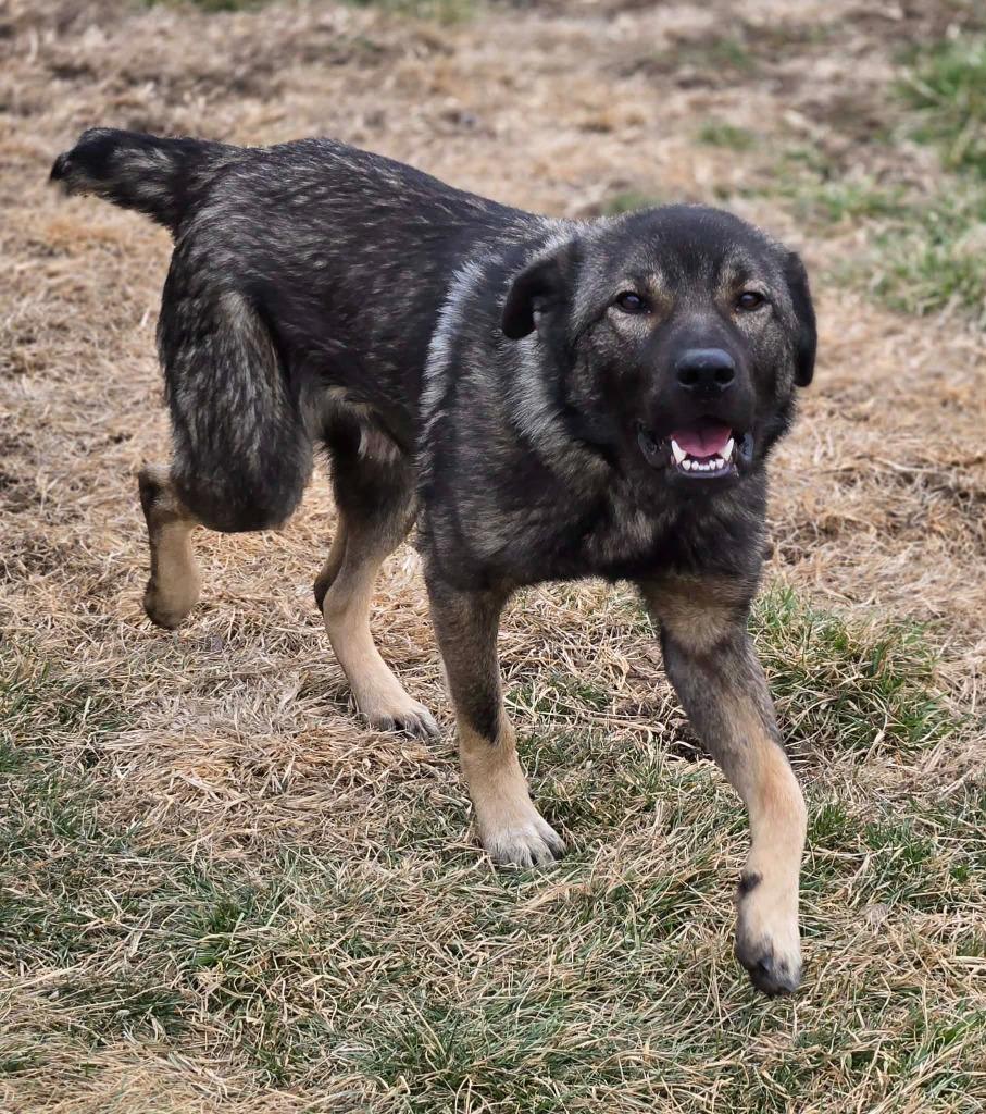MAVERICK, a Adoptable mixed breed in Moberly, MO image 5/6