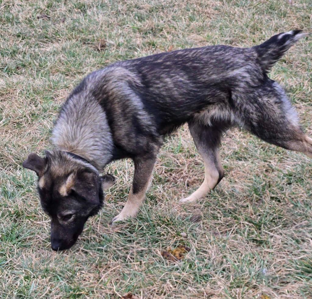 MAVERICK, a Adoptable mixed breed in Moberly, MO image 6/6