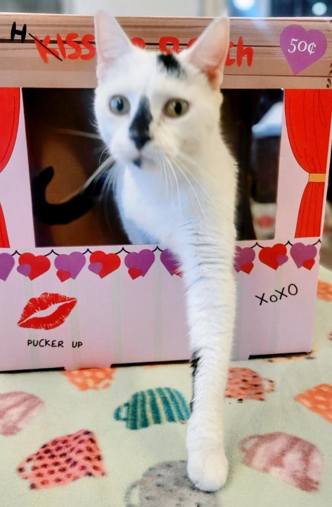 FLEA, Adoptable, Adult Female Domestic Short Hair.