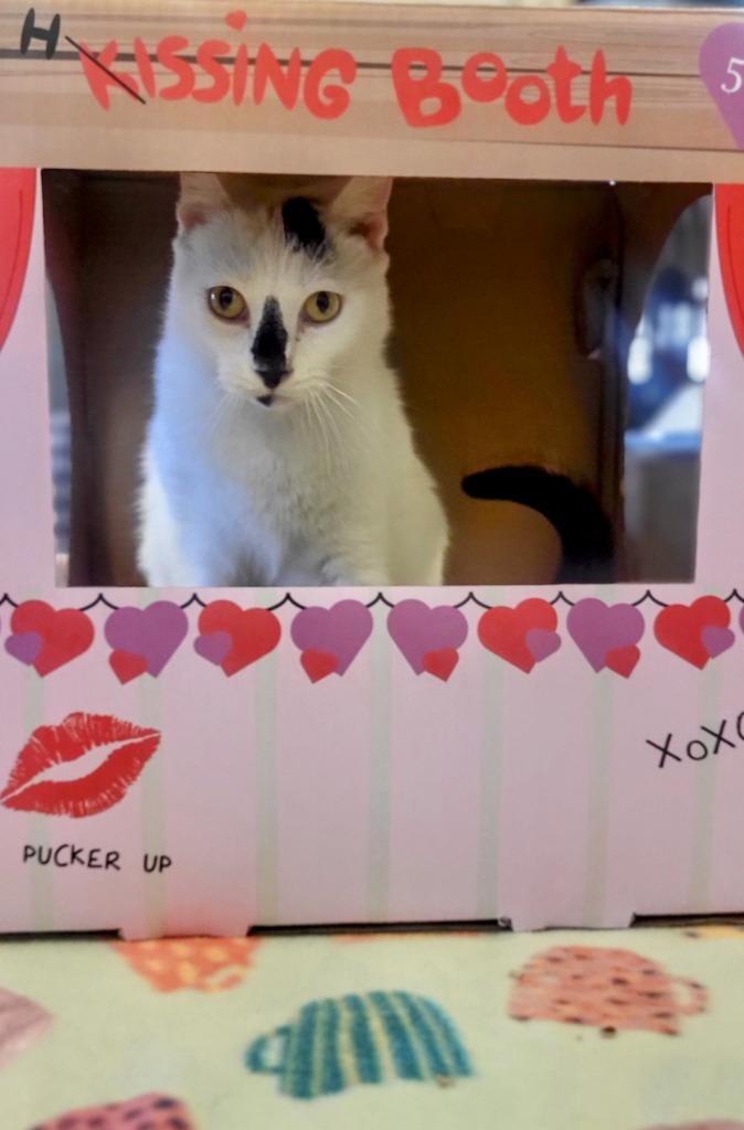 Enlarge FLEA, a Adoptable mixed breed in Elizabethton, TN image 2/6