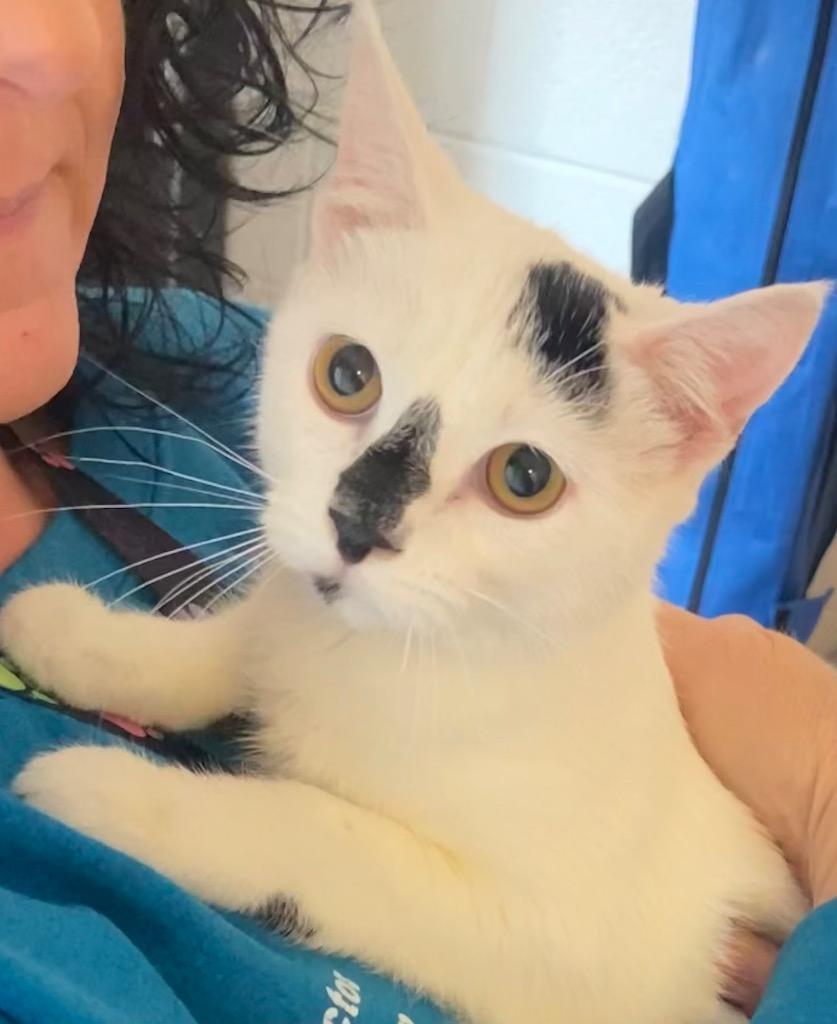 Enlarge FLEA, a Adoptable mixed breed in Elizabethton, TN image 3/6