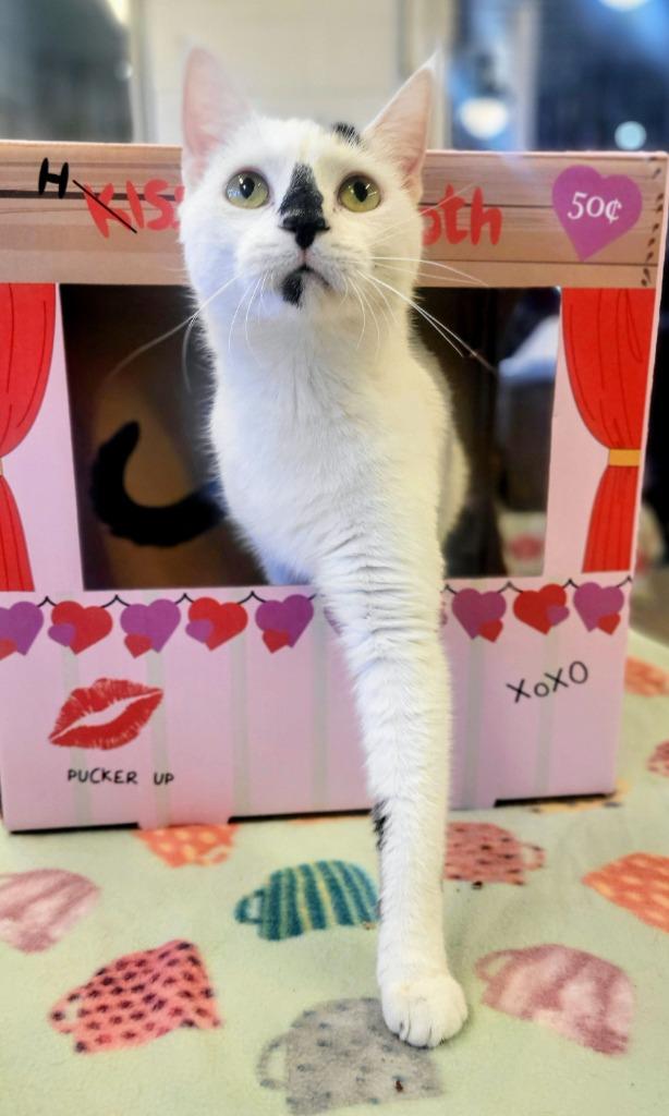 Enlarge FLEA, a Adoptable mixed breed in Elizabethton, TN image 6/6