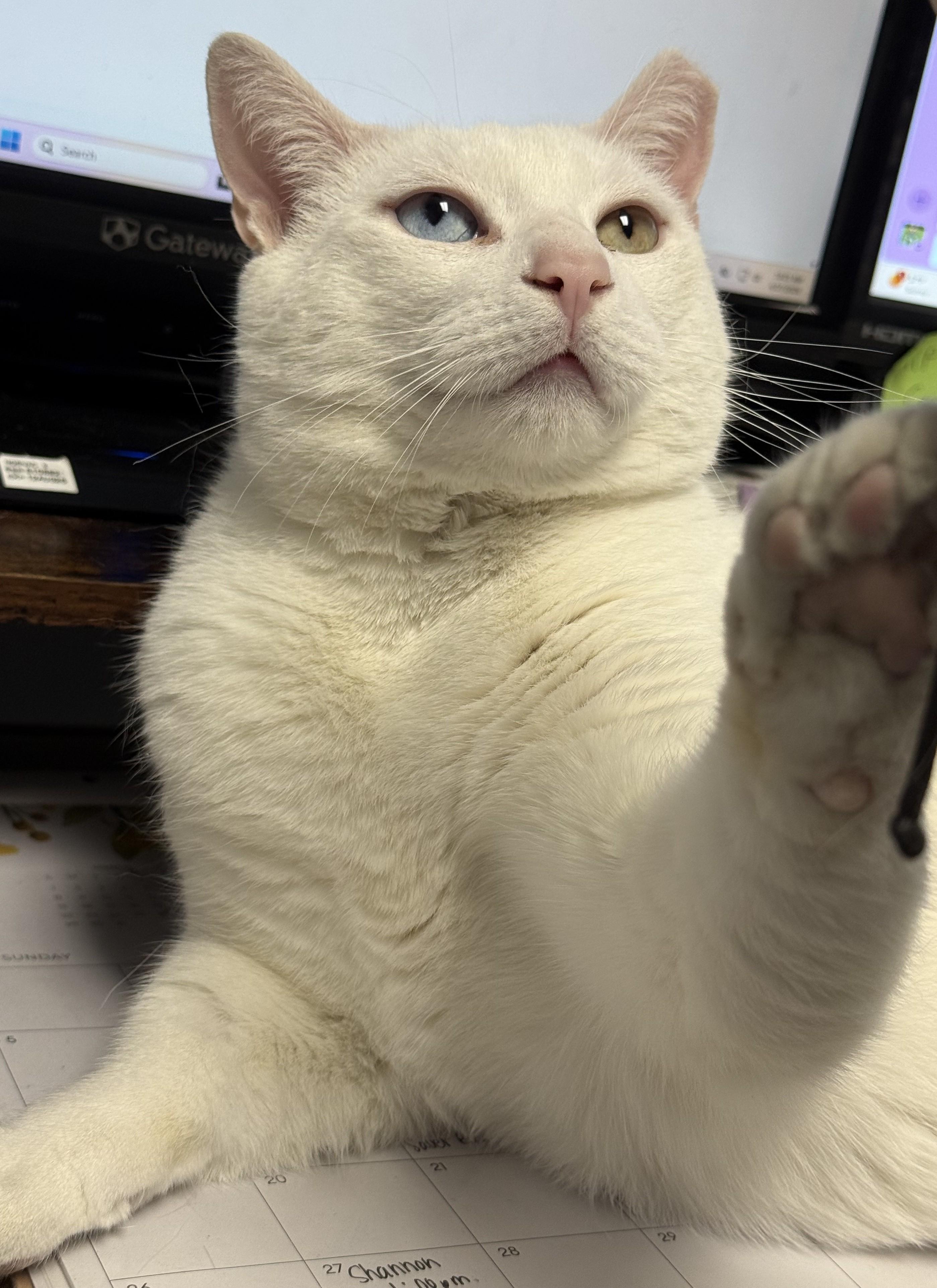 Enlarge Snowflake (& Sugar), a ADOPTABLE Domestic Short Hair in Queenstown, MD image 4/5