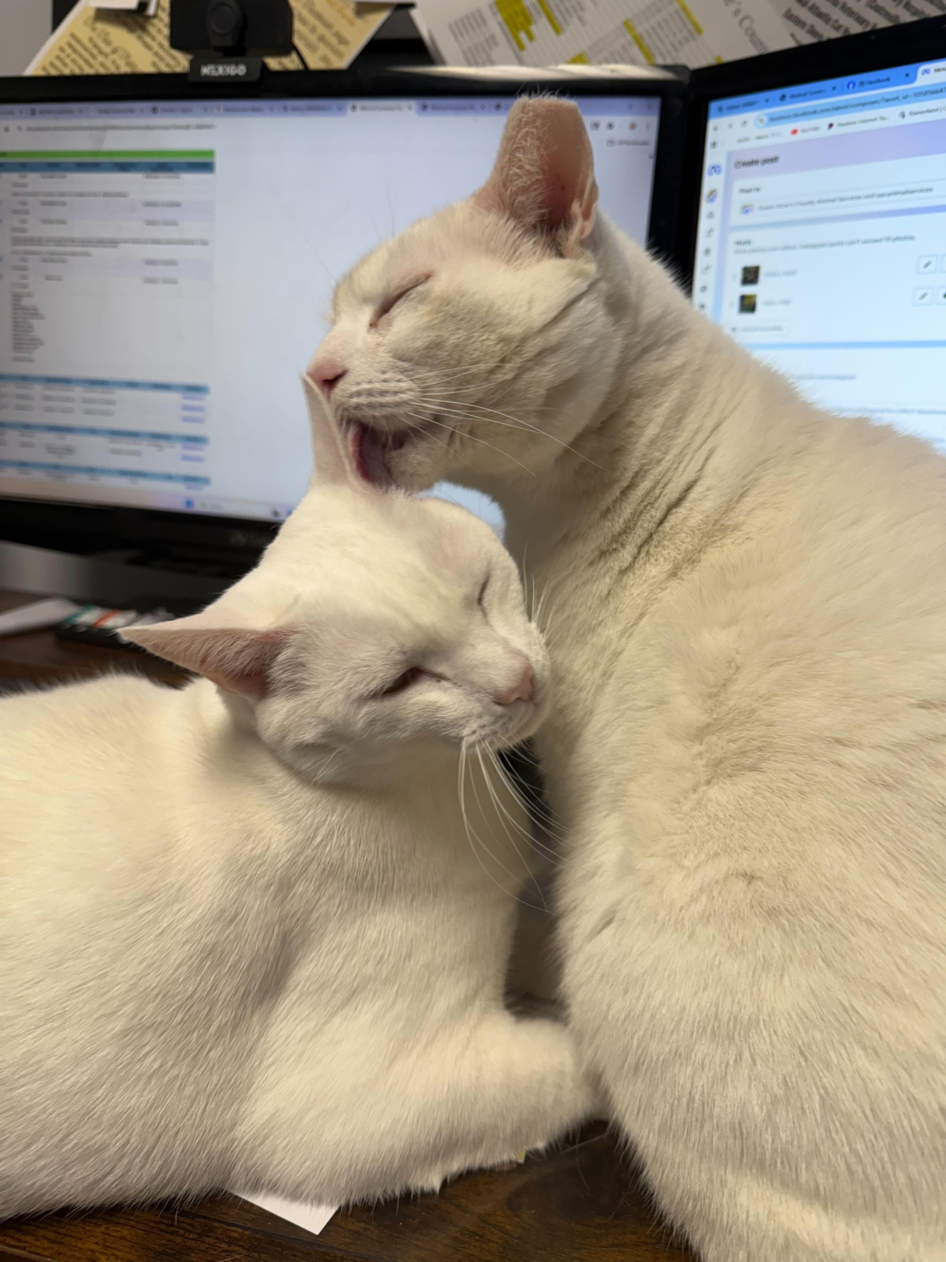 Enlarge Snowflake (& Sugar), a ADOPTABLE Domestic Short Hair in Queenstown, MD image 3/5