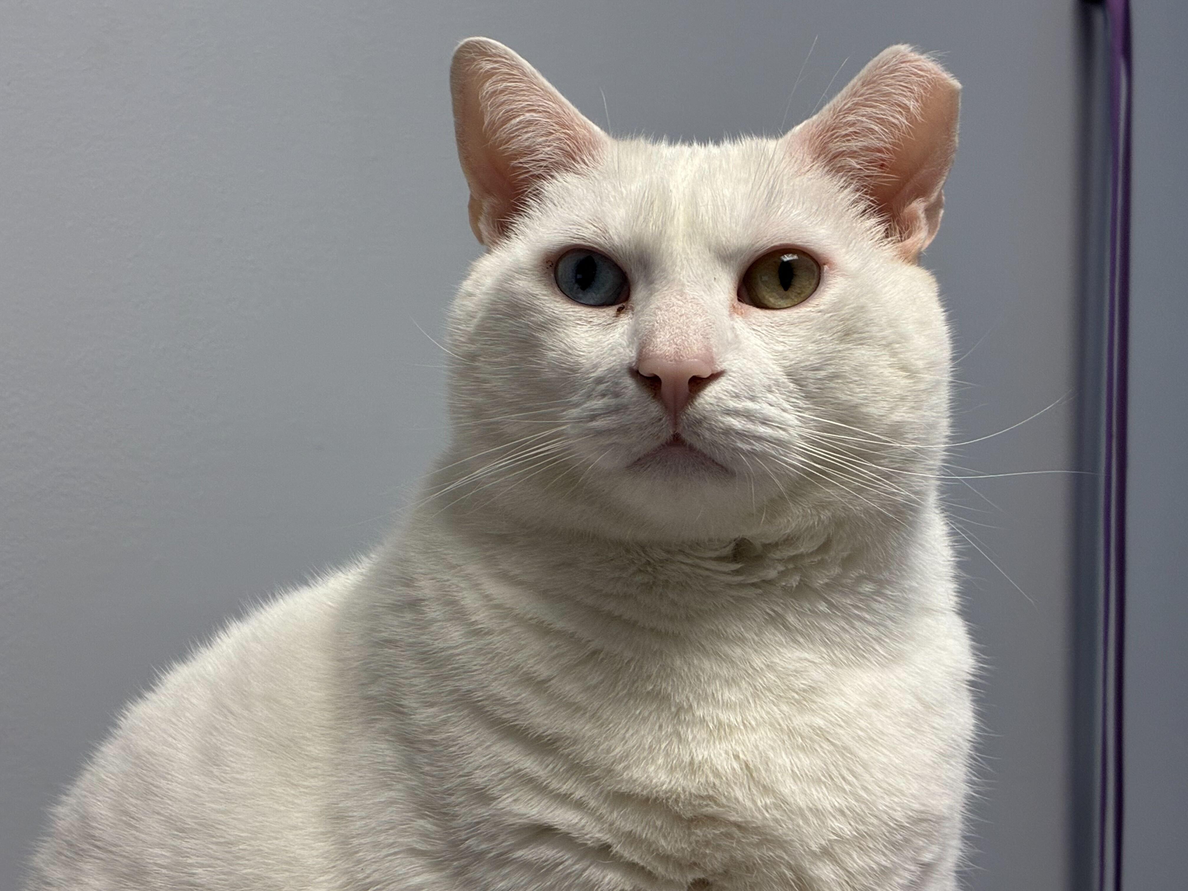 Enlarge Snowflake (& Sugar), a ADOPTABLE Domestic Short Hair in Queenstown, MD image 1/5